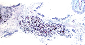 single cell analysis