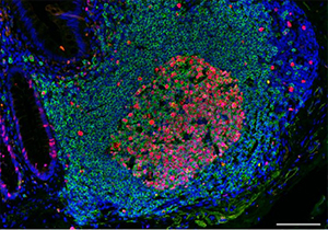 immunology call Imprint