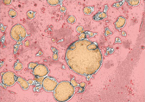 organoids app