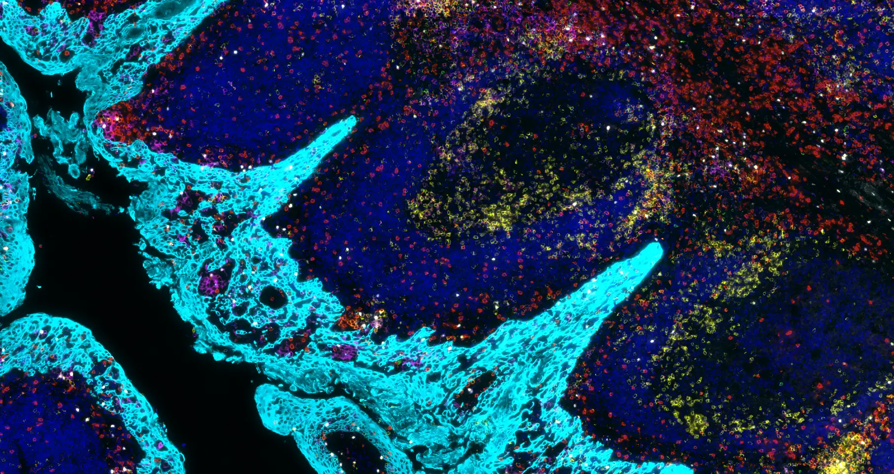 Dynamic Content Image