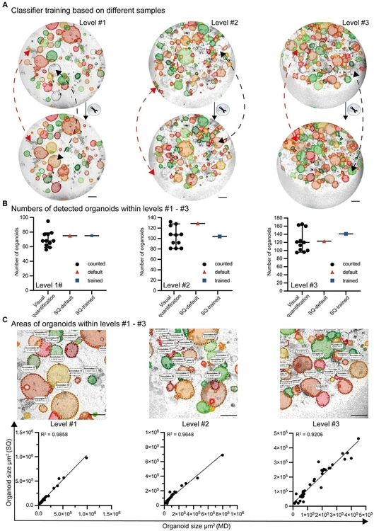Organoids Figure WP min