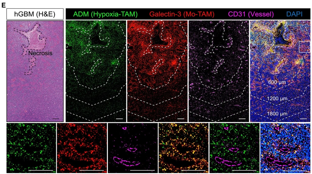 TAMs White paper min min 1