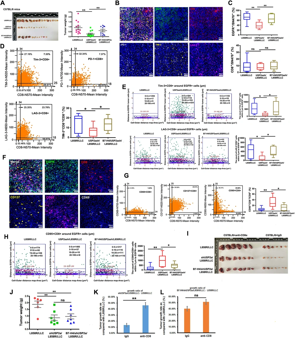 WP USP2a lung cancer min