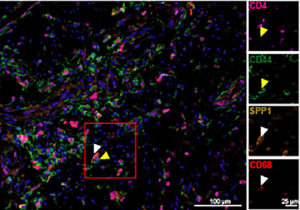 Dynamic Content Image