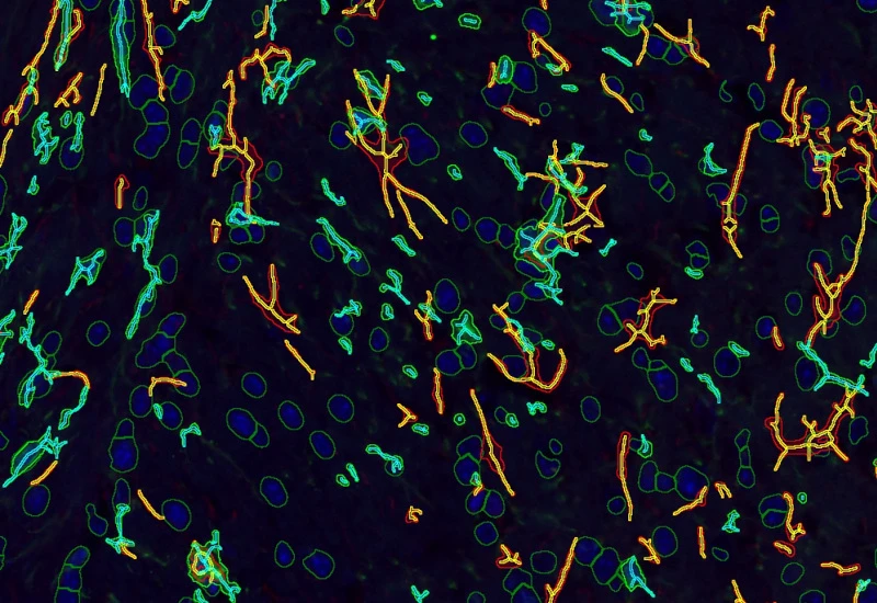 Dynamic Content Image