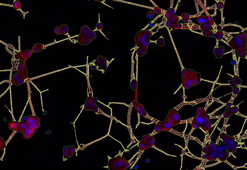 Dynamic Content Image