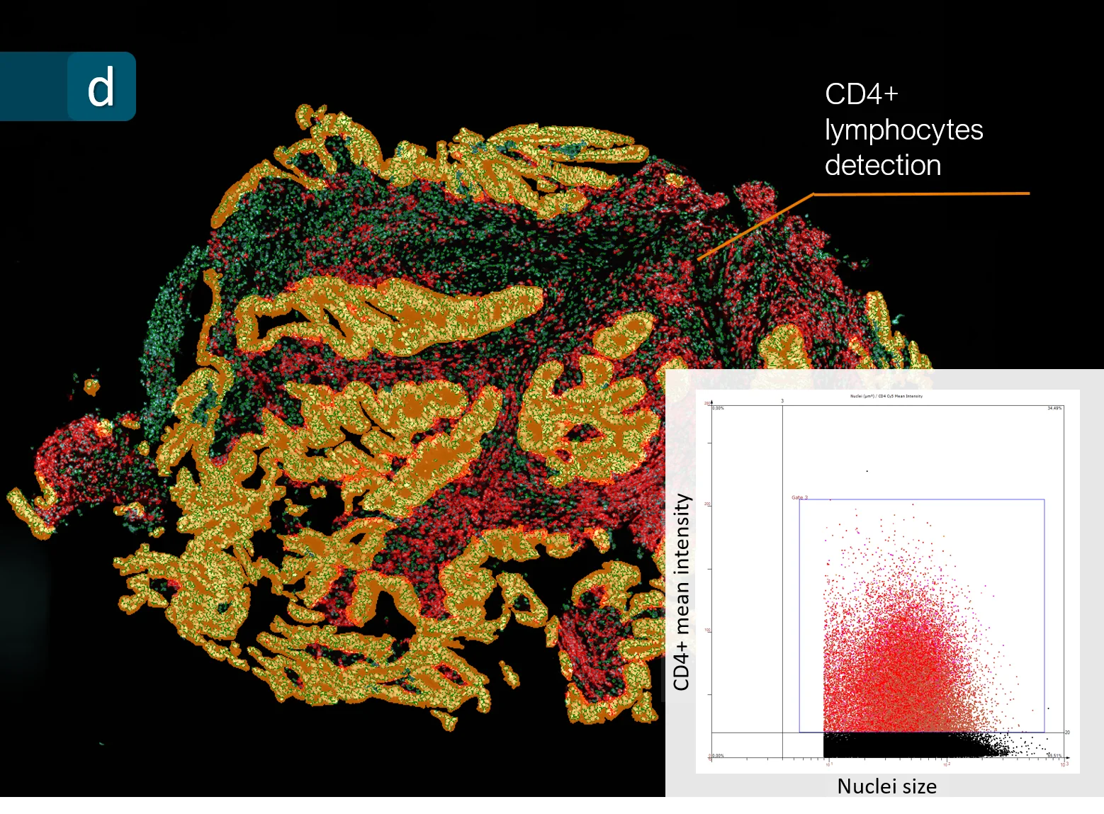 Dynamic Content Image