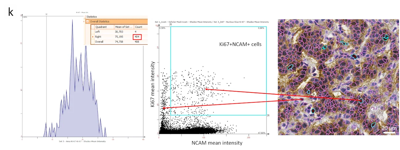 Asset 4Case Study min