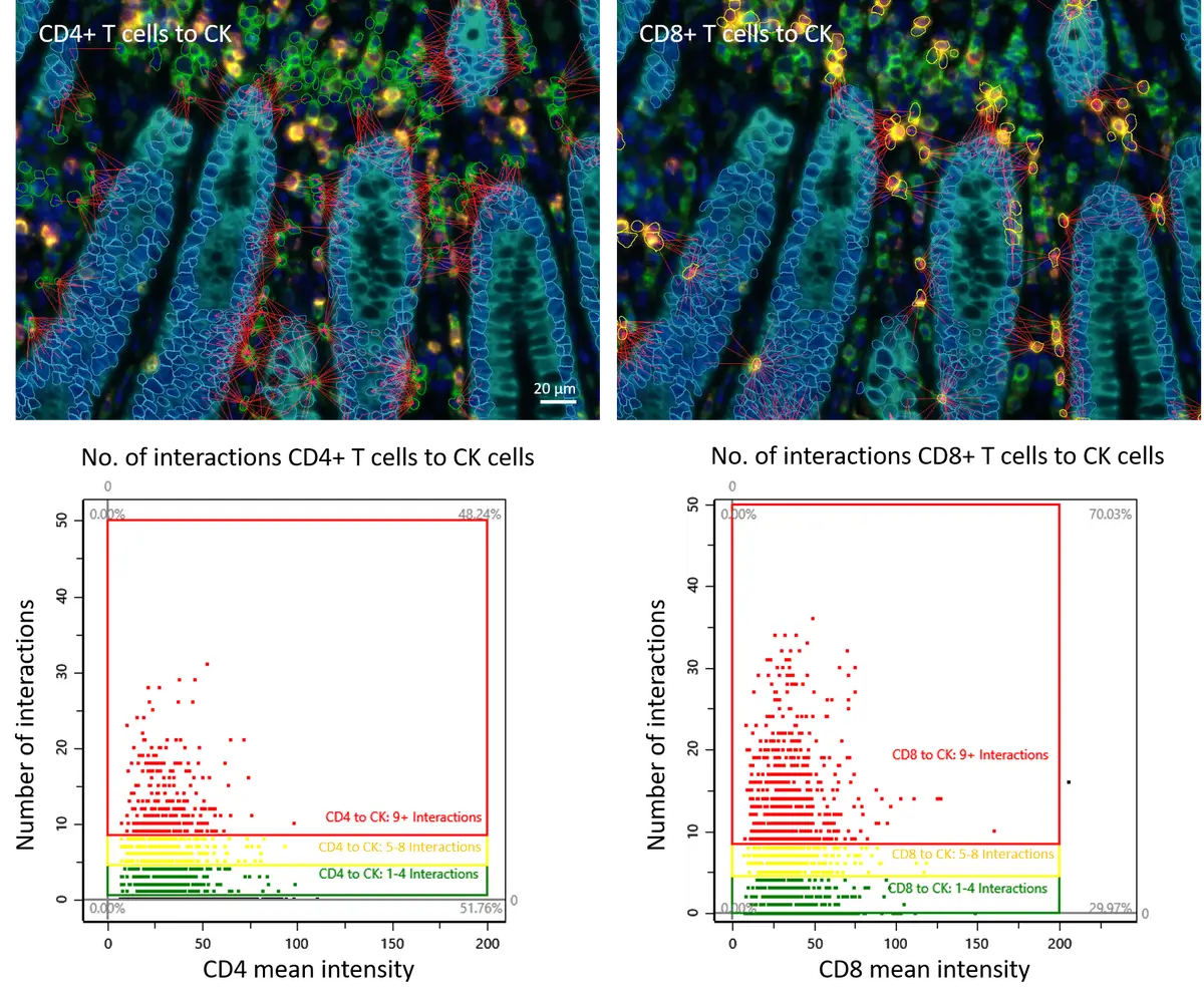 CD4andCD8 cells to CK graph min