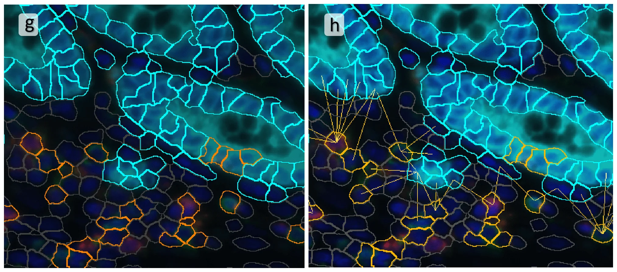 TMA spectral 2pics min