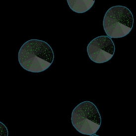 EBER ISH EBER ISHcells 274x274