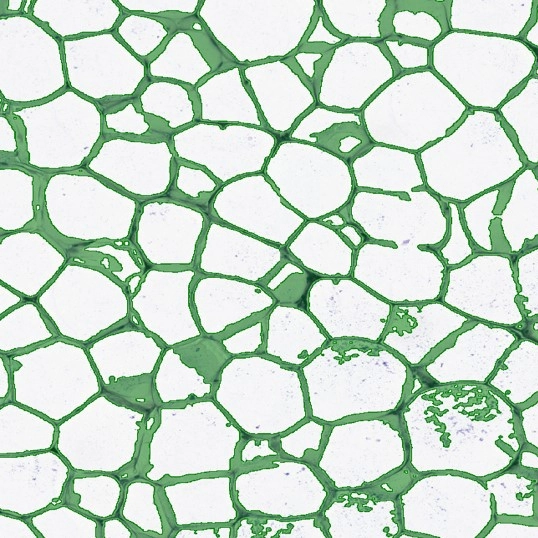 Dynamic Content Image