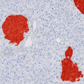 Dynamic Content Image