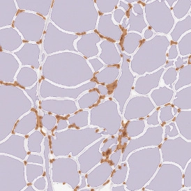 Dynamic Content Image