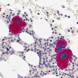 Dynamic Content Image