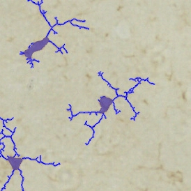 Dynamic Content Image