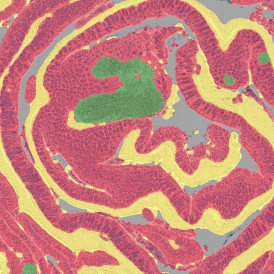 Dynamic Content Image