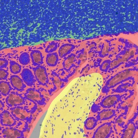 Dynamic Content Image